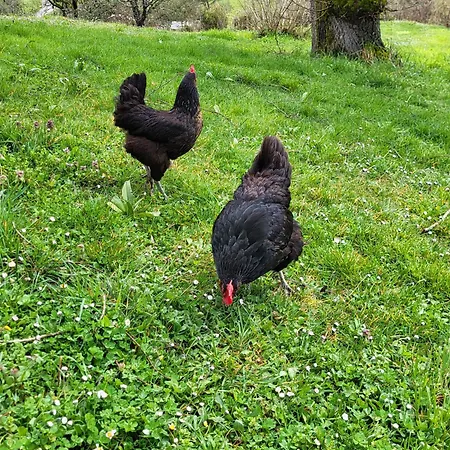 Semesterbostad La Grange Du Chateau Boissieres (Lot)